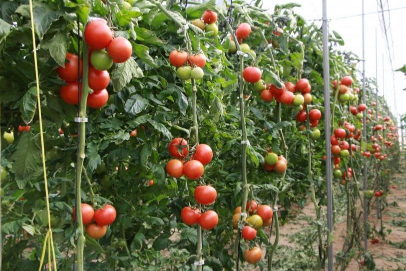cultovo tomates