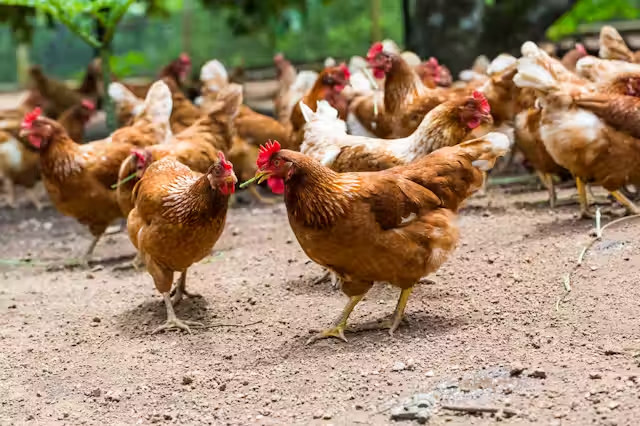 gallinas
